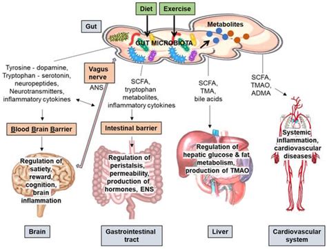 Metabolites Free Full Text Gut Microbiota Microbial Metabolites