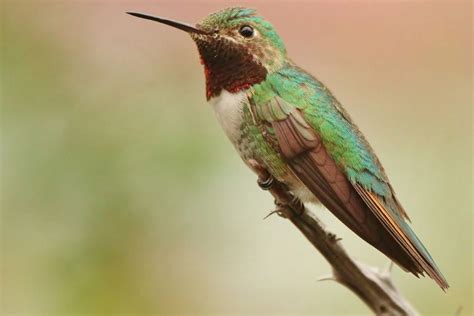 8 Types of Hummingbirds in Ohio with Pictures & Sounds | BirdJoy