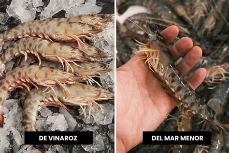 Langostino del Mar Menor Características Esencia del Mar