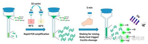 Crispr Dx技术mini Review 知乎