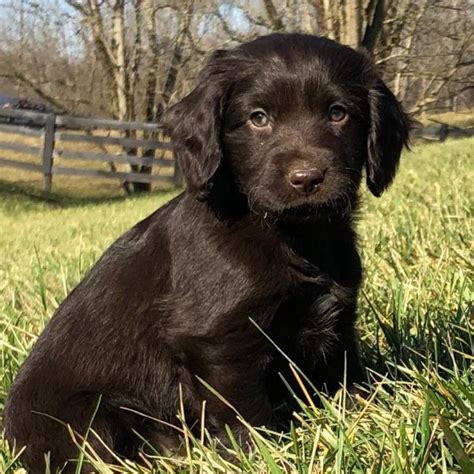 Boykin Spaniel Puppies for Sale - Greenfield Puppies