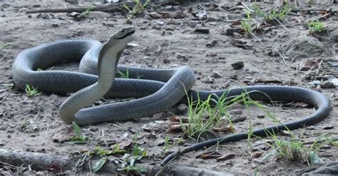 The 4 Types of Snake Venom — And the One You Want to Avoid Most - A-Z Animals