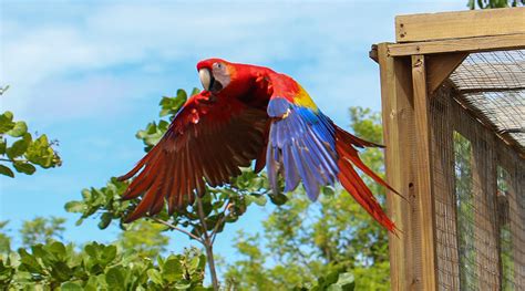 Liberadas Ocho Nuevas Guacamayas En El Parque Arqueológico De Copán Secretaría De Turismo