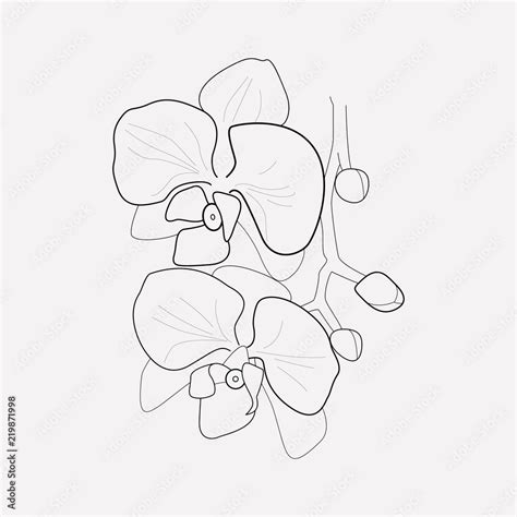 Orchids icon line element. Vector illustration of orchids icon line ...