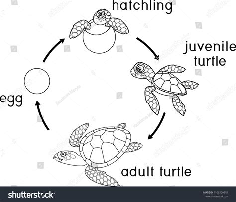 Coloring Page Life Cycle Sea Turtle Stock Vector (Royalty Free ...