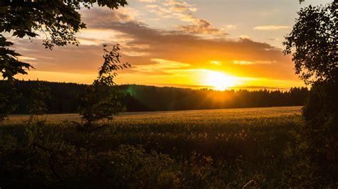 Grass Field Sunset Landscape Field Sweden Hd Wallpaper Wallpaper