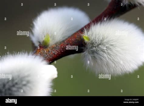 Pussy Willow Pussy Willows Stock Photo Alamy
