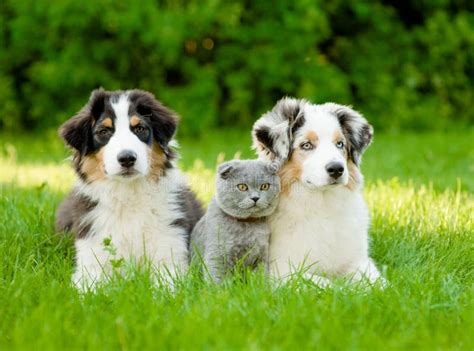 Are Mini Australian Shepherds Cuddly