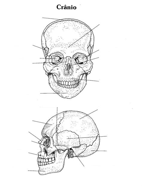 Imagem para completar nome dos ossos do crânio Anatomia de Cabeça e