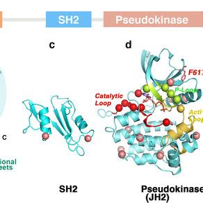 Ruxolitinib Resistant Variants Confer Cross Resistance To AZD1480