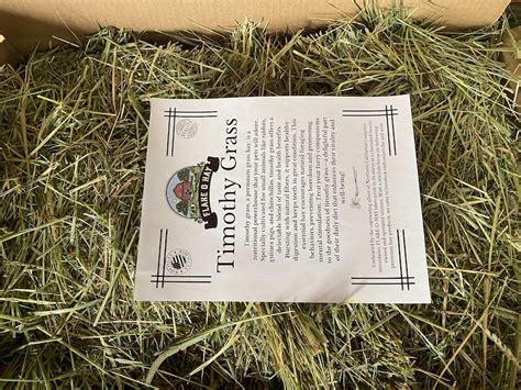 Timothy Grass Hay 5lbs - Etsy