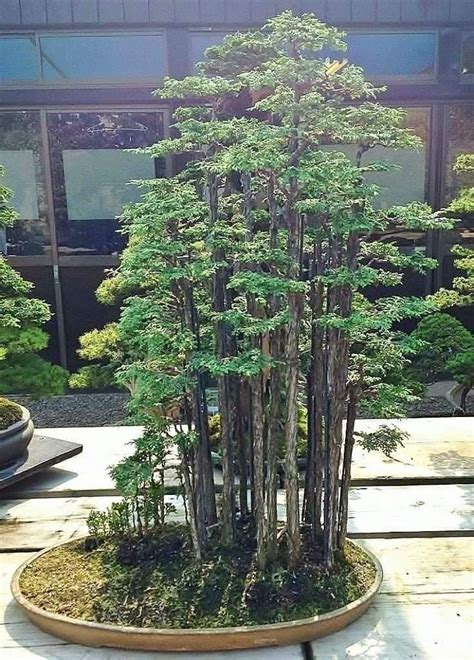 Pin Oleh Klaus Schultz Di Bonsai Baum