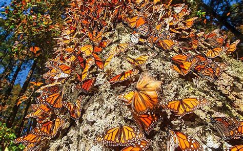 Hibernación y migración de la mariposa monarca está en riesgo Cambio