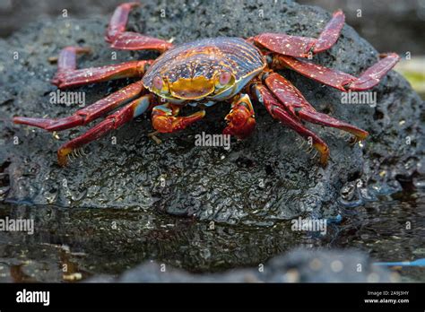 Red Rock Crab Or Sally Lightfoot Crab Grapsus Grapsus Isla Floreana