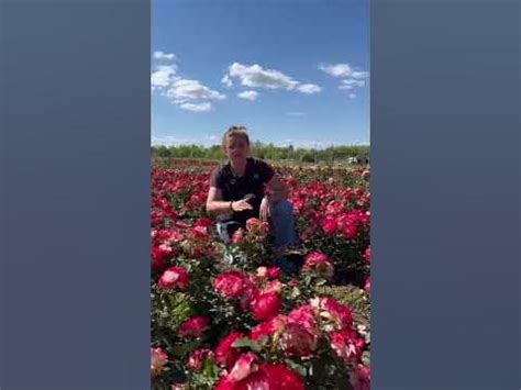 Роза Принц Монако #сад #огород #дача #семена #семенаалтая - YouTube