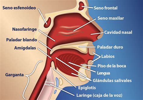 Lo Que Debes Saber Del C Ncer De Cabeza Y Cuello