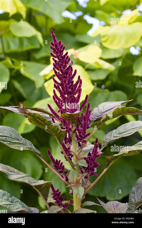 Amaranthus Autumn Palette Hi Res Stock Photography And Images Alamy