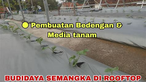 Pembuatan Media Tanam Bedengan Lontong BUDIDAYA SEMANGKA DI ROOFTOP