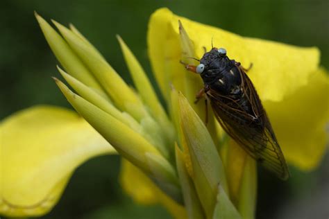 Rare Blue Eyed Cicada Spotted During 2024 Emergence At Suburban Chicago