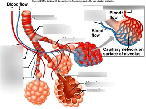 Alveoli Diagram Quizlet