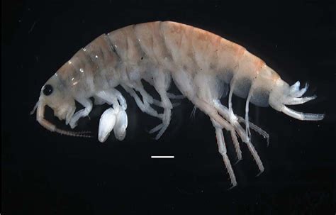 Figure 1 From First Record Of Terrestrial Talitrid Amphipod Crustacea