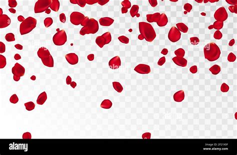 Details 100 Transparent Background Rose Petals Png Abzlocalmx