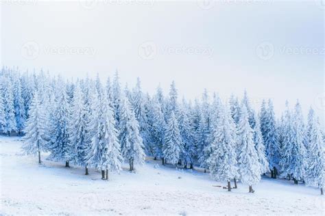 winter landscape trees in frost. Carpathians Ukraine Europe 6539383 ...