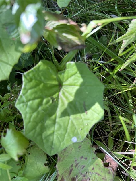 Colt S Foot From The Adirondack Preserve Saranac Lake Ny Us On