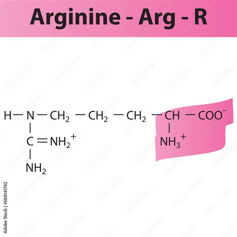 Arginine Arg R Amino Acid Structure Skeletal Formula With Amino