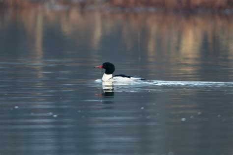 Grand Harle Oiseaux Canards Du Qu Bec