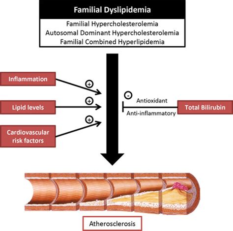 How To Increase Bilirubin Goalrevolution0