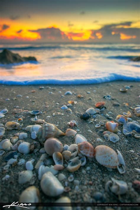 Seashells On Hutchinson Island Beach Stuart Florida Hdr Photography