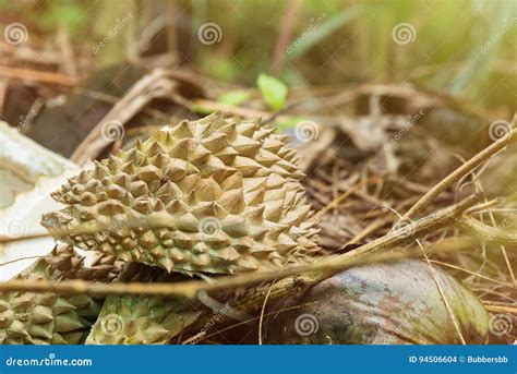 Durian Peel Surface Texture Pattern Royalty Free Stock Image