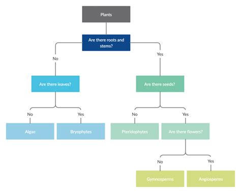 Dichotomous key for plants | Dichotomous key, Lesson plan examples, 1st ...