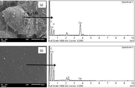 SEM Image And EDX Analysis Of A Eggshell B Kappa Carrageenan Polyvinyl