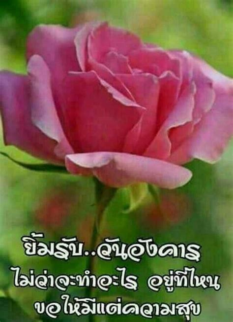 Pin By Naruenat Boonprasom On Tue Plants Rose Laim