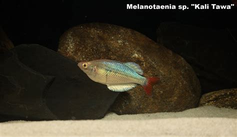 Kali Tawa Rainbowfish Melanotaenia Sp Kali Tawa Shop Imperial