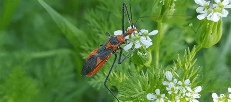 The Kissing Bug in Texas: Friend or Foe? | ABC Blog