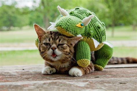 Amazing Cat Lil Bub And Friendz Funny Cat Cutest Cats Ever Bub The