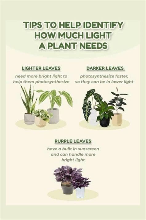 Plant Care Tips 🌱 | Growing plants indoors, Plants, Plant care houseplant