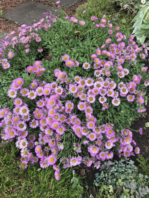 Erigeron Glaucus Sea Breeze Caves Folly Nurseries