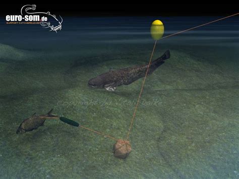 Наживка на сома — на что ловить летом, снасти для ловли с лодки