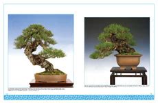 Bonsai Today Masters Series Pines Growing Styling Japanese Black