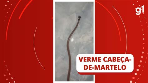 Vídeo Moradora de Porto Alegre encontra verme cabeça de martelo no