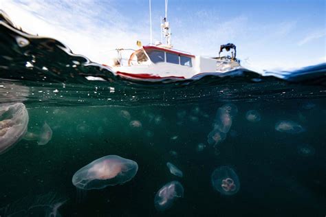 Los Efectos De Las Olas De Calor Marinas Son M S Intensos Y Duraderos