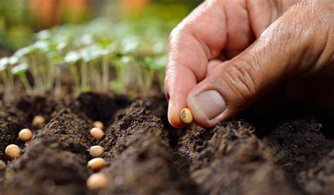 SEMILLAS para Huerto Guía de Semillas ecológicas