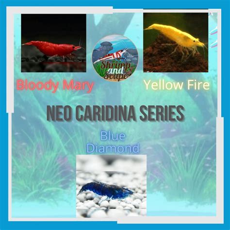 Jual Neo Caridina Shrimp Series Blue Diamond Bloody Mary Yellow Fire