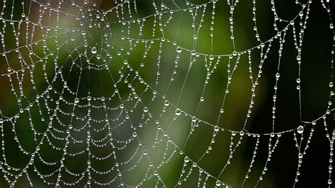 Nature Closeup Depth Of Field Spiderwebs Water Drops Dew