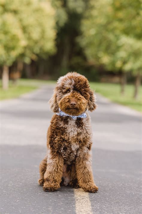 Chocolate Phantom Standard Poodle