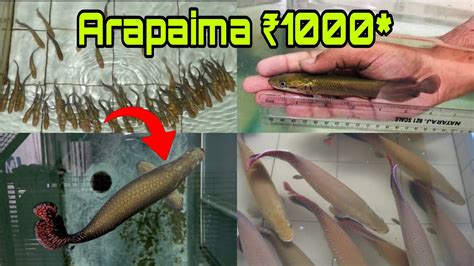 Arapaima Cheapest Price Arapaima Babies Wholesale Price And Sale